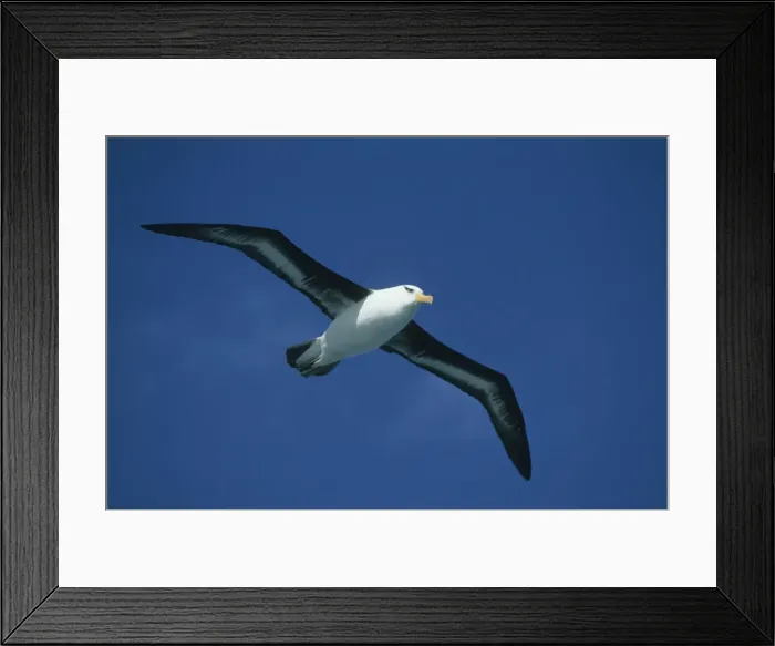 Framed Print : DDE-90026733 Framed Print : DDE-90026733