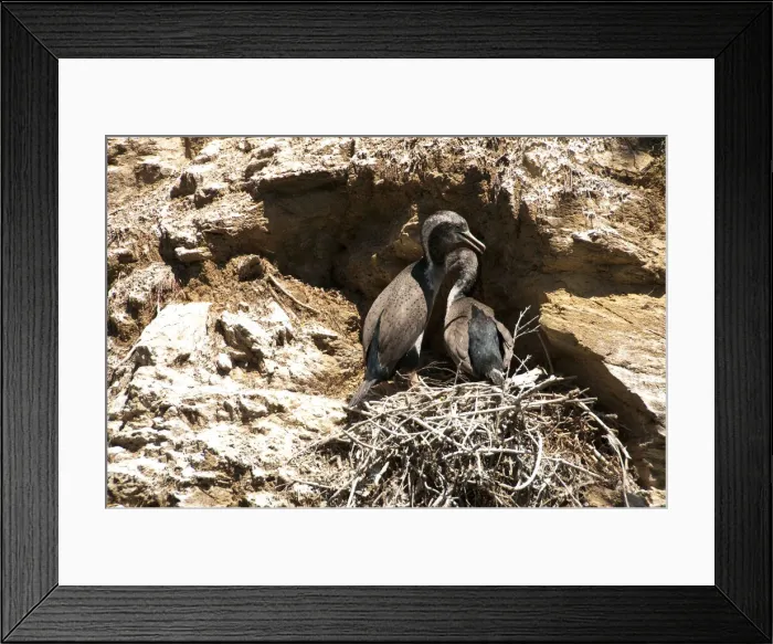 Framed Print : DDE-90026738 Framed Print : DDE-90026738