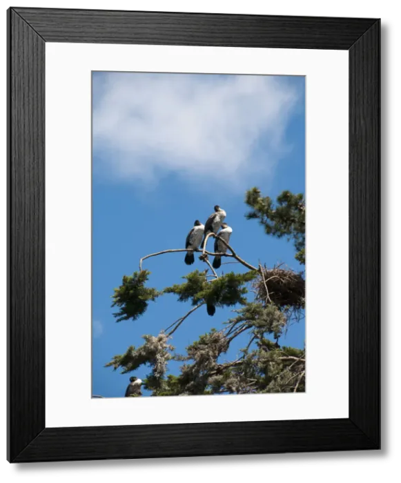 Framed Print : DDE-90026737