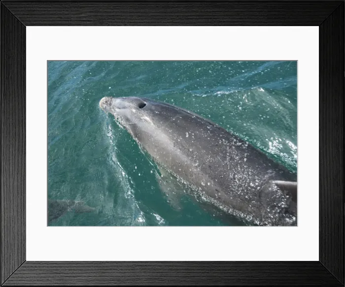 Framed Print : DDE-90026741