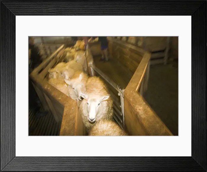 Framed Print : DDE-90026755 Framed Print : DDE-90026755