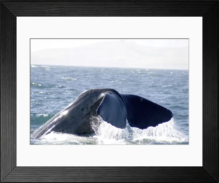 Framed Print : DDE-90026783 Framed Print : DDE-90026783