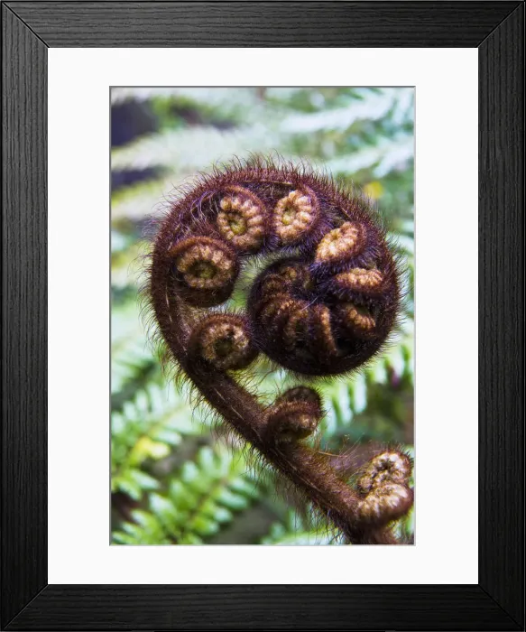 Framed Print : DDE-90026820 Framed Print : DDE-90026820