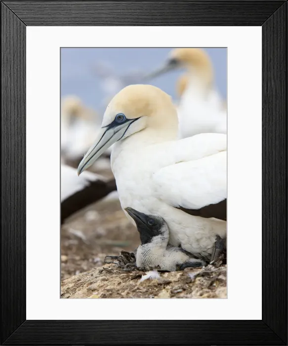 Framed Print : DDE-90026830 Framed Print : DDE-90026830