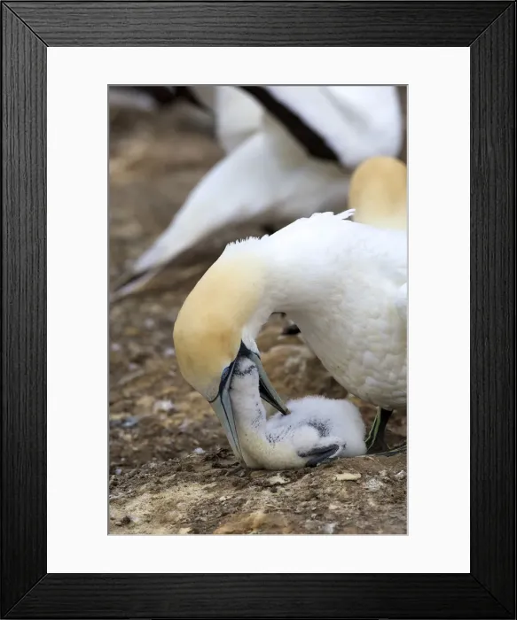 Framed Print : DDE-90026831 Framed Print : DDE-90026831