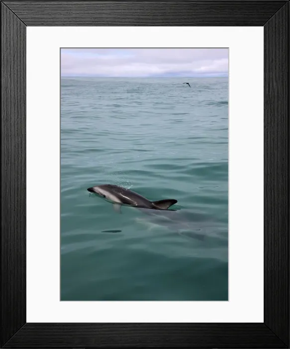 Framed Print : DDE-90026833 Framed Print : DDE-90026833