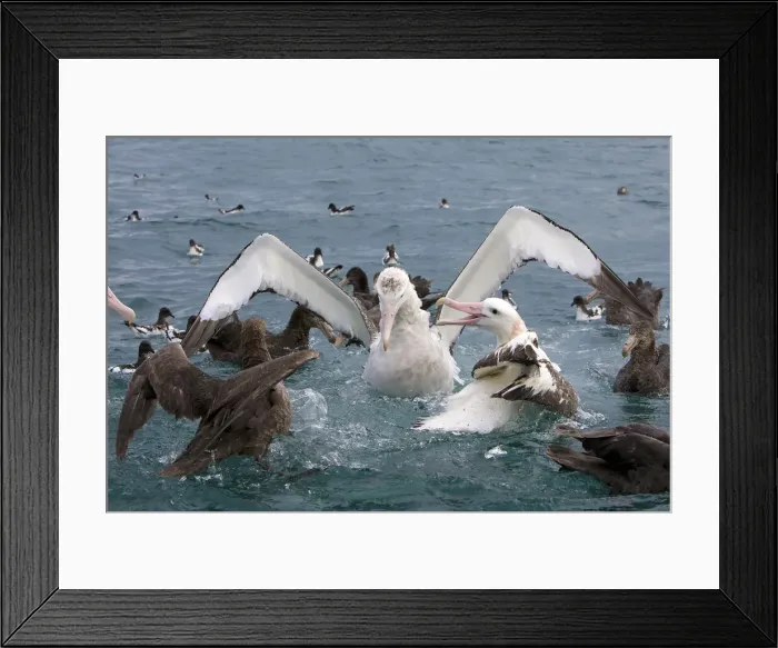 Framed Print : DDE-90026834 Framed Print : DDE-90026834