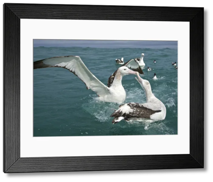 Framed Print : DDE-90026835 Framed Print : DDE-90026835