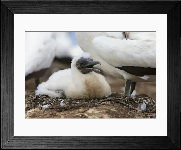Framed Print : DDE-90026829 Framed Print : DDE-90026829