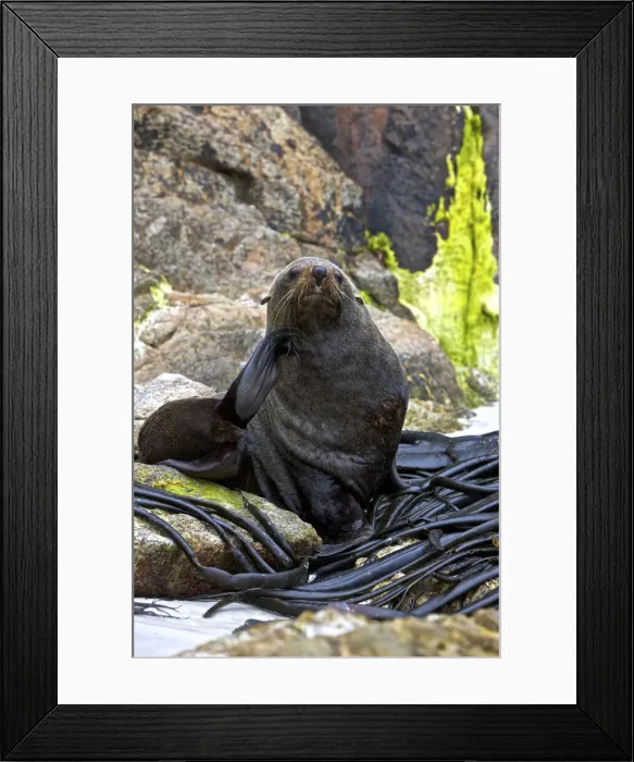 Framed Print : DDE-90026837 Framed Print : DDE-90026837