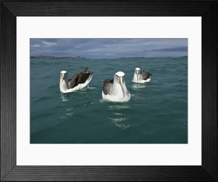Framed Print : DDE-90026838 Framed Print : DDE-90026838