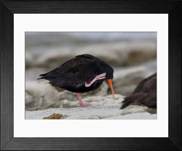 Framed Print : DDE-90026839 Framed Print : DDE-90026839