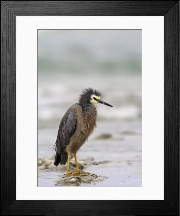Framed Print : DDE-90026840 Framed Print : DDE-90026840