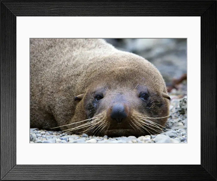Framed Print : DDE-90026836 Framed Print : DDE-90026836