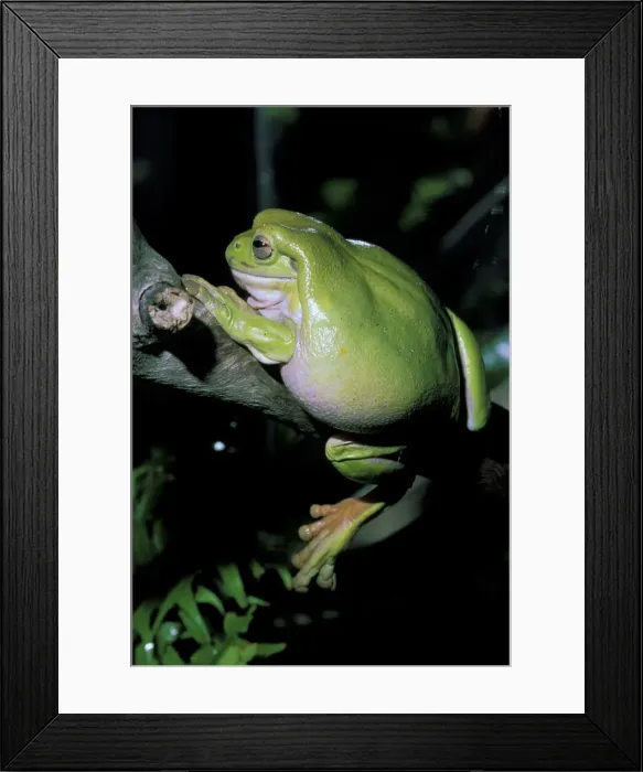 Framed Print : DDE-90026916 Framed Print : DDE-90026916