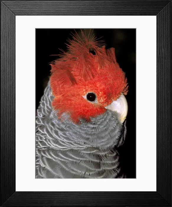 Framed Print : DDE-90026917 Framed Print : DDE-90026917