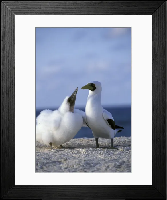 Framed Print : DDE-90026922