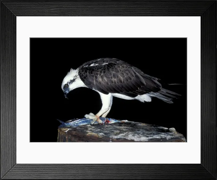 Framed Print : DDE-90026923 Framed Print : DDE-90026923