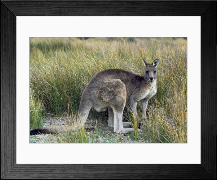 Framed Print : DDE-90026918 Framed Print : DDE-90026918