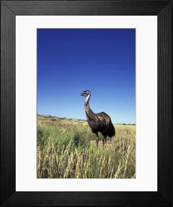 Framed Print : DDE-90026924 Framed Print : DDE-90026924