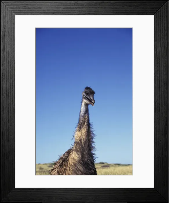 Framed Print : DDE-90026925 Framed Print : DDE-90026925