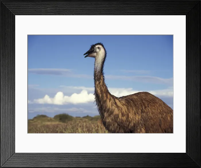 Framed Print : DDE-90026926 Framed Print : DDE-90026926