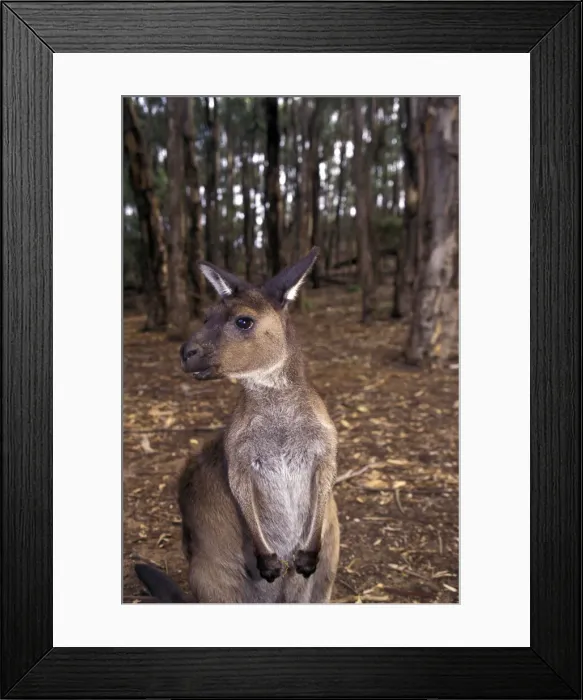 Framed Print : DDE-90026930 Framed Print : DDE-90026930