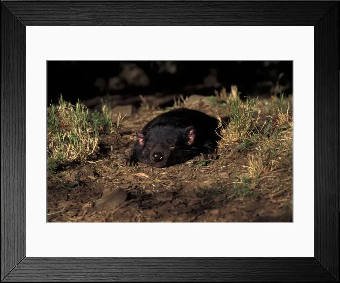Framed Print : DDE-90026931 Framed Print : DDE-90026931