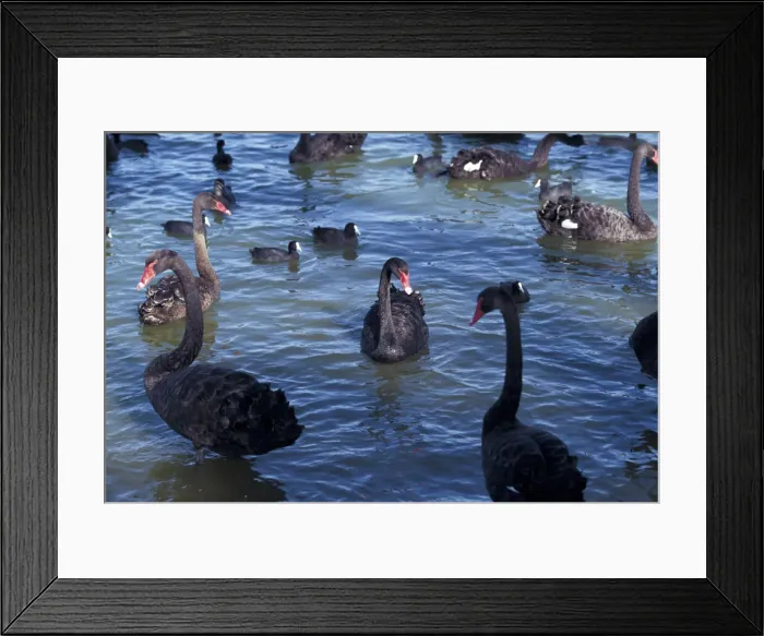 Framed Print : DDE-90026933 Framed Print : DDE-90026933