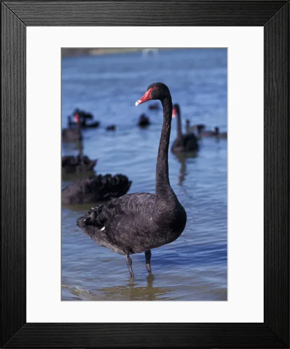 Framed Print : DDE-90026932