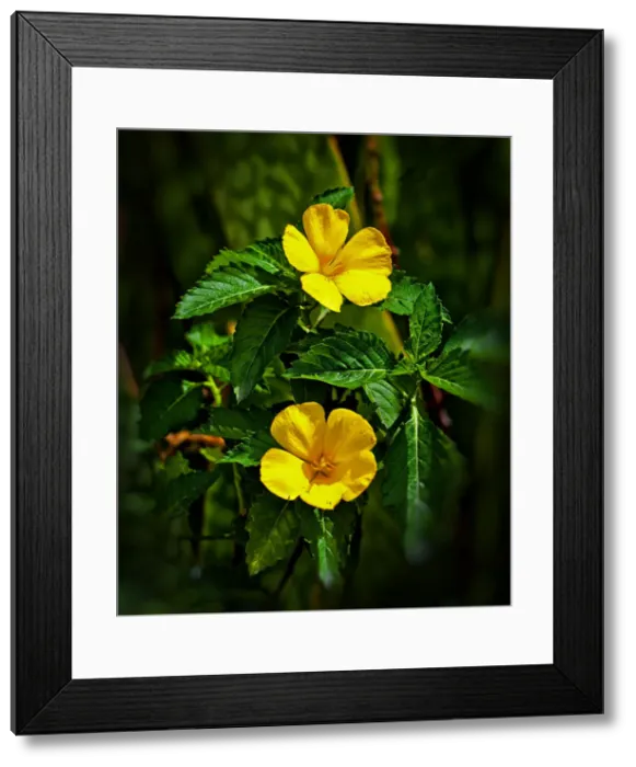 Framed Print : DDE-90026941 Framed Print : DDE-90026941