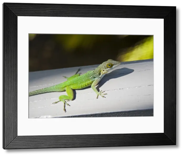 Framed Print : DDE-90026949 Framed Print : DDE-90026949