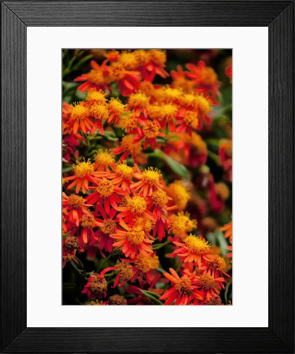 Framed Print : DDE-90026963 Framed Print : DDE-90026963