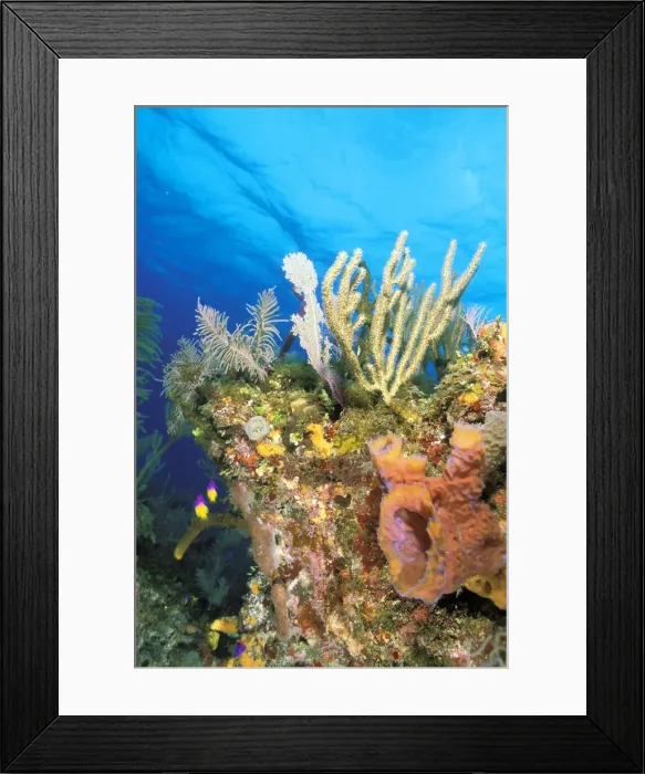 Framed Print : DDE-90026968 Framed Print : DDE-90026968