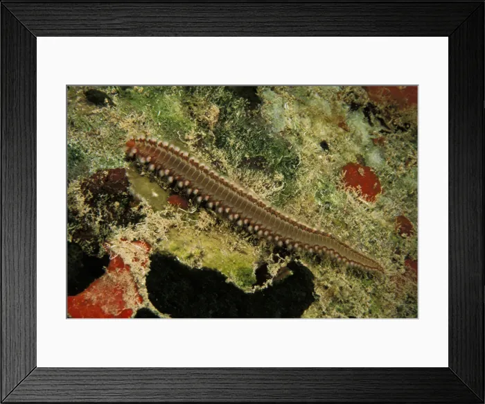 Framed Print : DDE-90026970 Framed Print : DDE-90026970