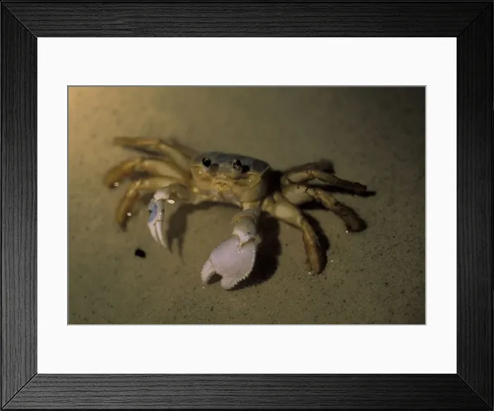 Framed Print : DDE-90026969 Framed Print : DDE-90026969