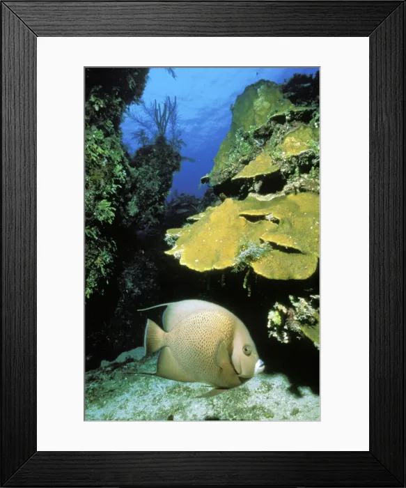 Framed Print : DDE-90026972