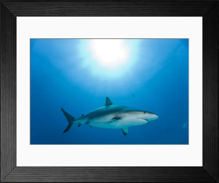 Framed Print : DDE-90026975 Framed Print : DDE-90026975