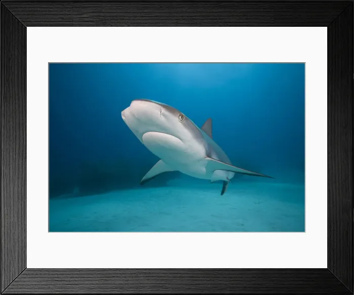 Framed Print : DDE-90026976 Framed Print : DDE-90026976