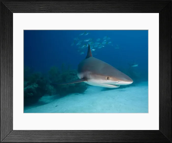 Framed Print : DDE-90026977