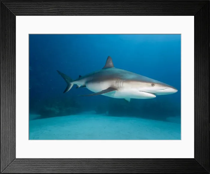 Framed Print : DDE-90026978 Framed Print : DDE-90026978