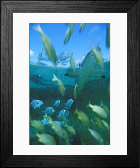 Framed Print : DDE-90026971 Framed Print : DDE-90026971