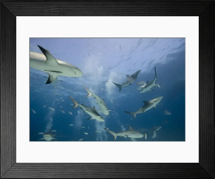 Framed Print : DDE-90026980 Framed Print : DDE-90026980