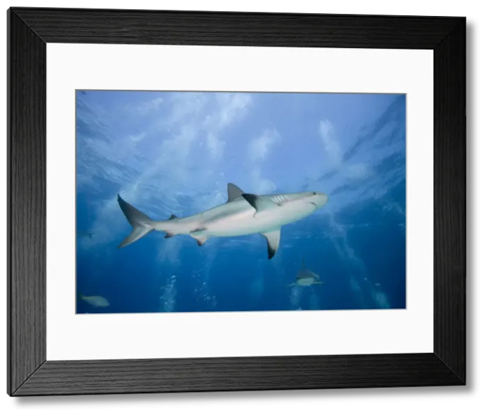 Framed Print : DDE-90026981 Framed Print : DDE-90026981