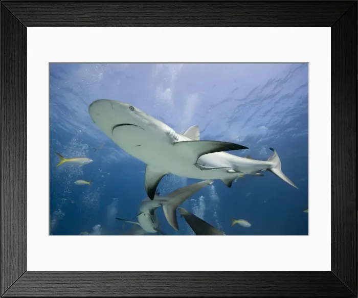 Framed Print : DDE-90026982