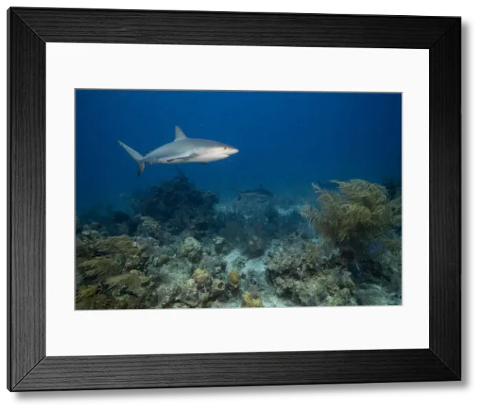 Framed Print : DDE-90026983