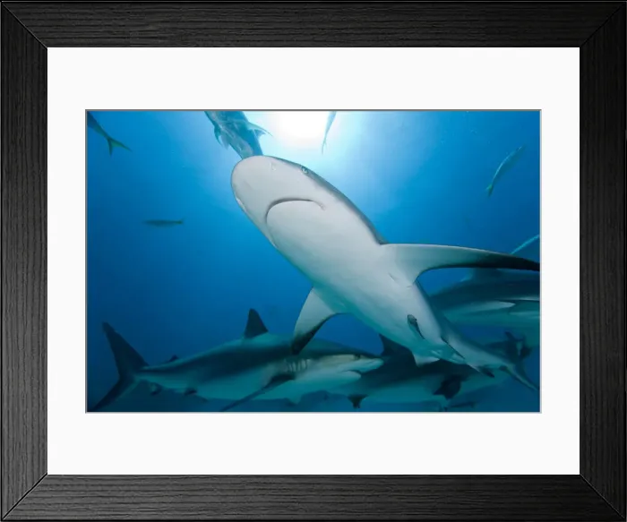 Framed Print : DDE-90026979 Framed Print : DDE-90026979