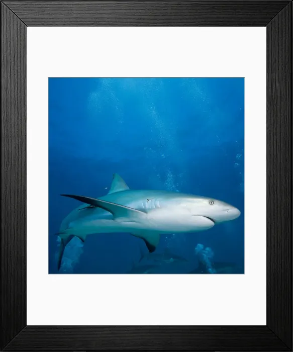 Framed Print : DDE-90026984 Framed Print : DDE-90026984