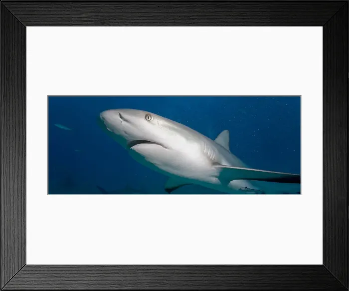 Framed Print : DDE-90026986 Framed Print : DDE-90026986