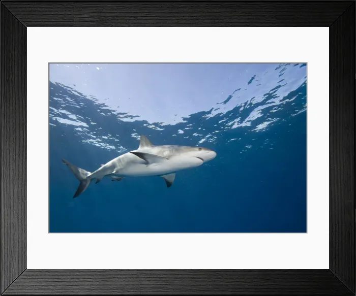 Framed Print : DDE-90026987 Framed Print : DDE-90026987
